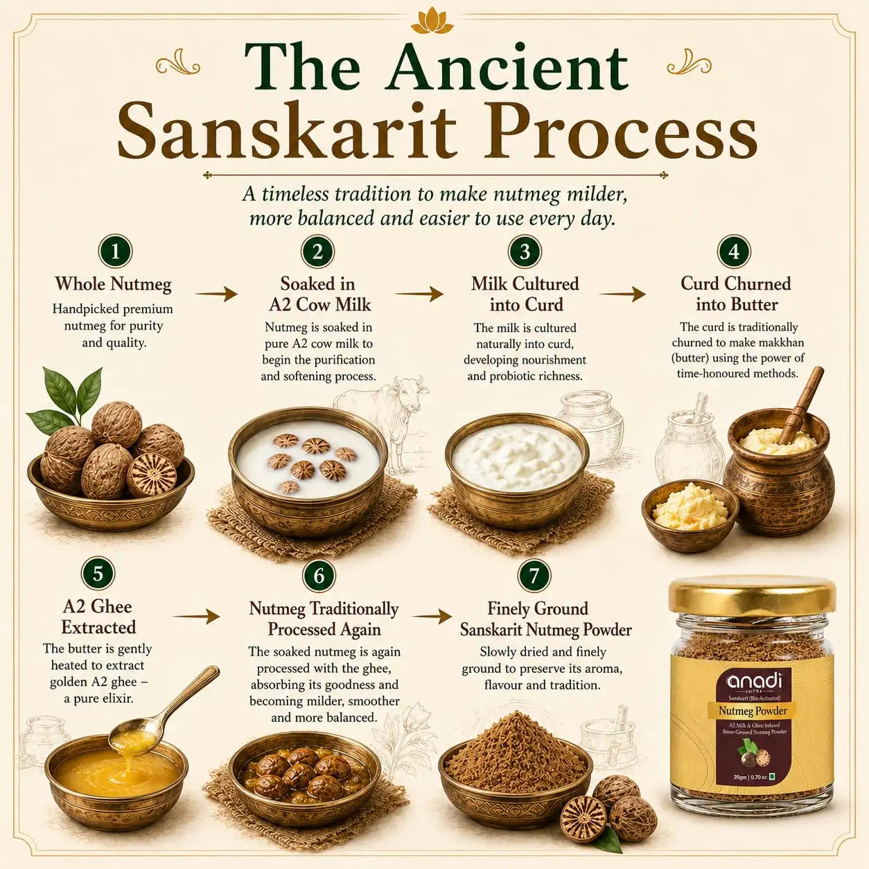 Nutmeg processing infographic with whole nutmeg, milk, ground nutmeg, and a powder jar