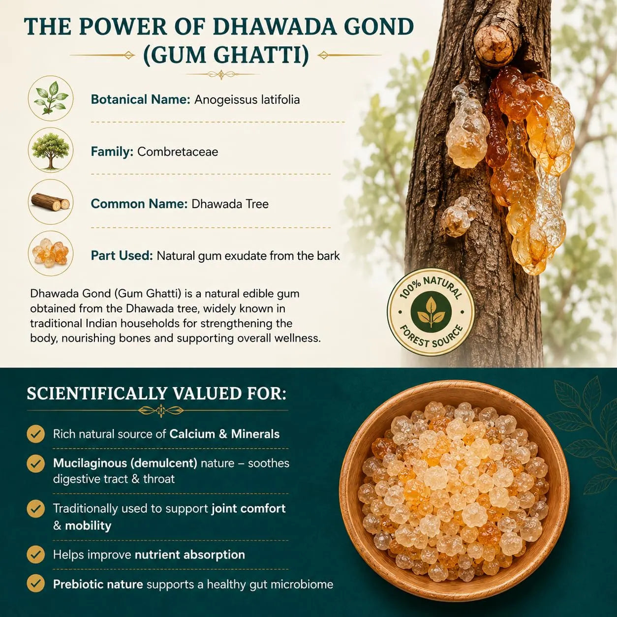 Dhawada gond gum gatti infographic with tree resin and bowl of natural gum
