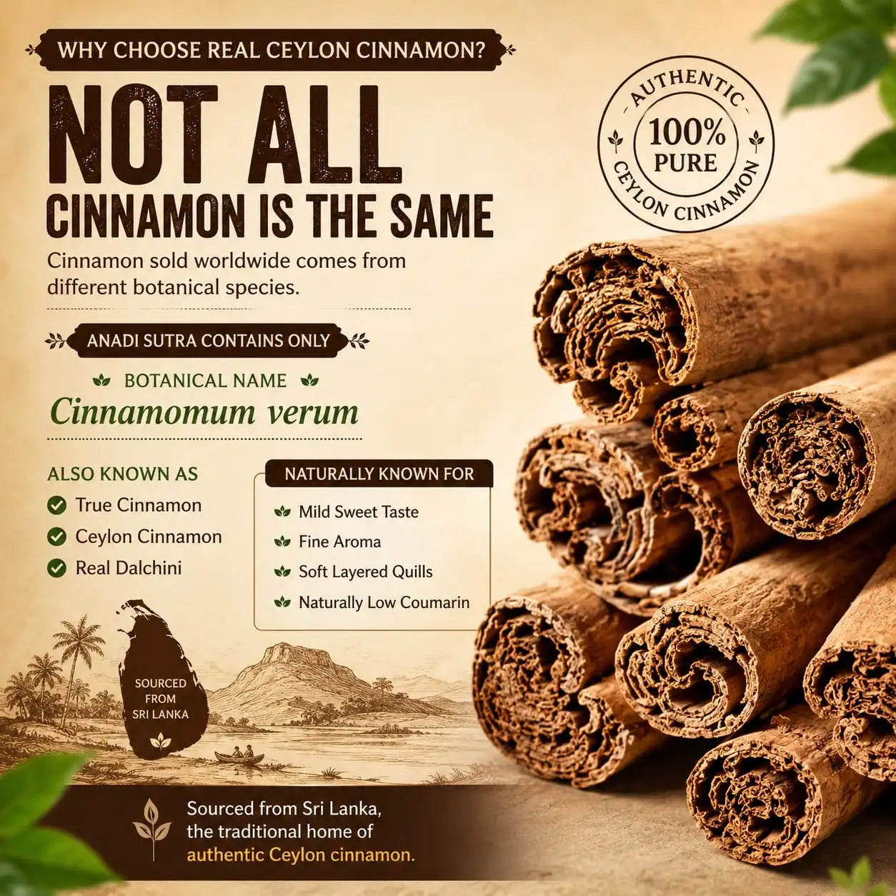 Cinnamon sticks with visible cut ends and coiled quill pieces