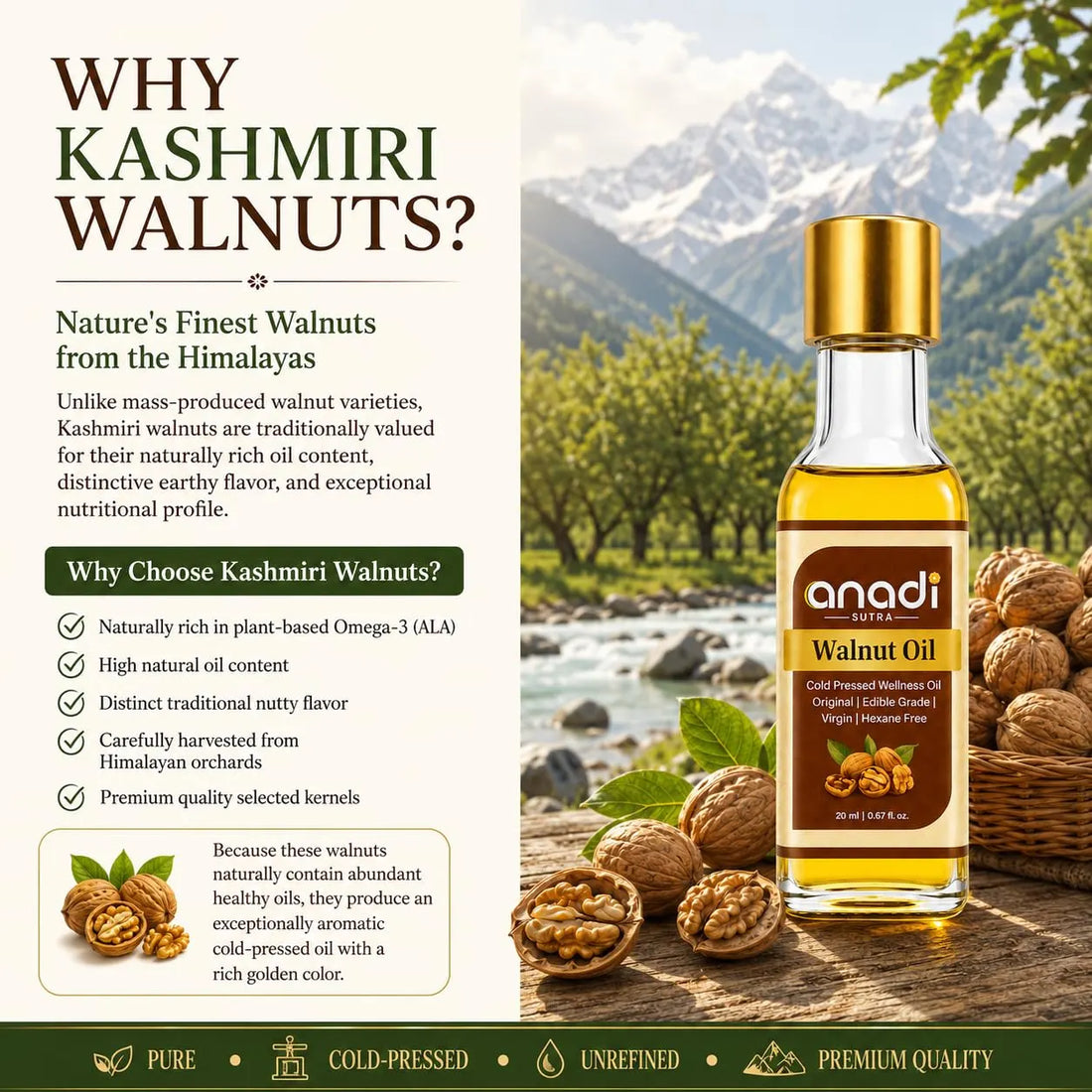 Front view walnut oil glass bottle with gold cap and amber oil, with walnuts